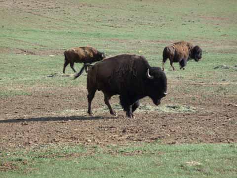 Buffalo Ranch 2 miles East Zion Nationl Park